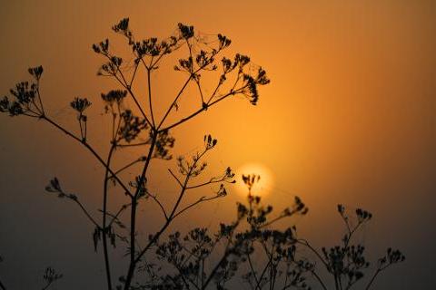 Sun through cow parsley