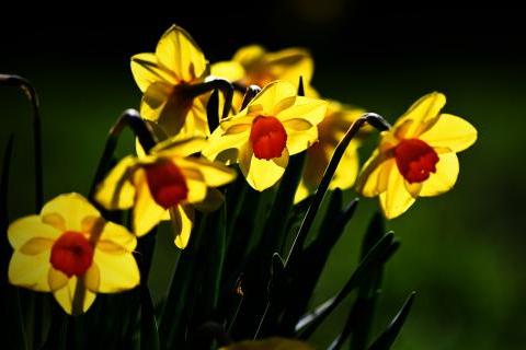 Backlit daffodils