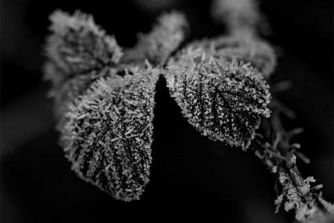 Frosted bramble leaf