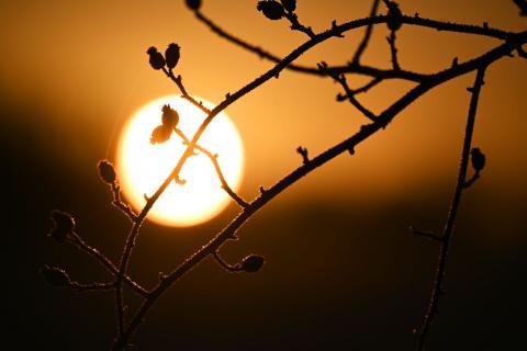 Sunrise through branches