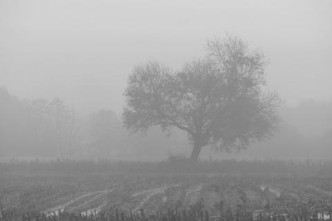 Misty tree in field