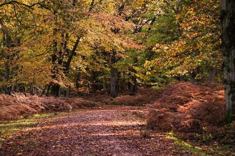 New Forest woodland in autumn