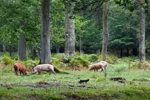 New Forest Pannage Pigs