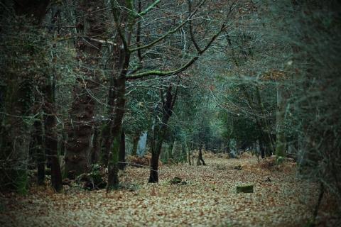 New Forest copse in winter