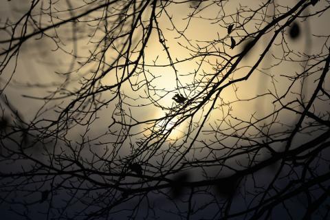 Winter sunrise through beech branches