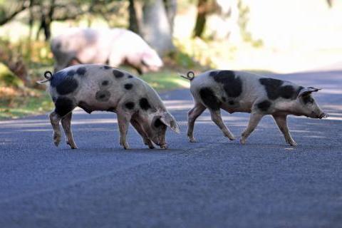 Pannage pigs on New Forest road