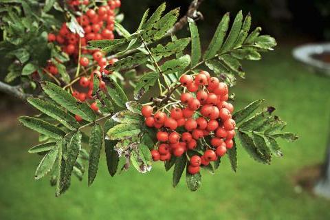 Rowan berries