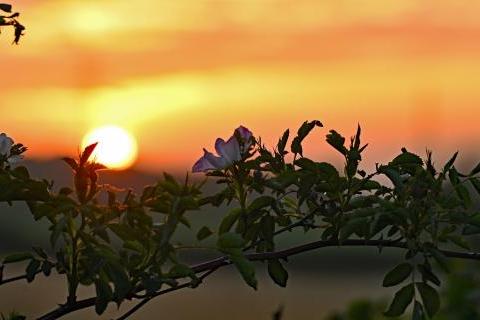 Rose sunrise