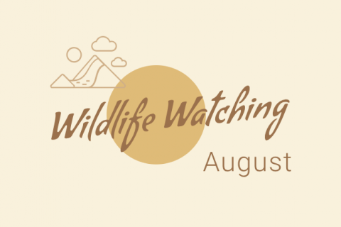 Wildlife Watching - August
