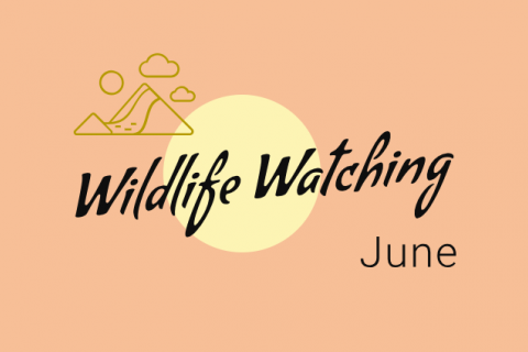 Wildlife Watching - June