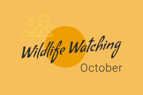 Wildlife Watching - October