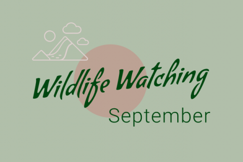 Wildlife Watching - September