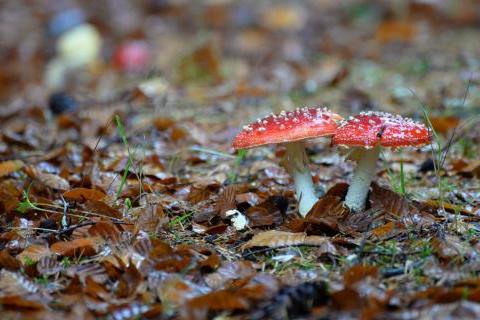 Fly agaric