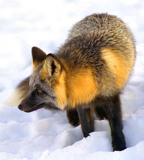 Red Fox Coat Colour | Wildlife Online