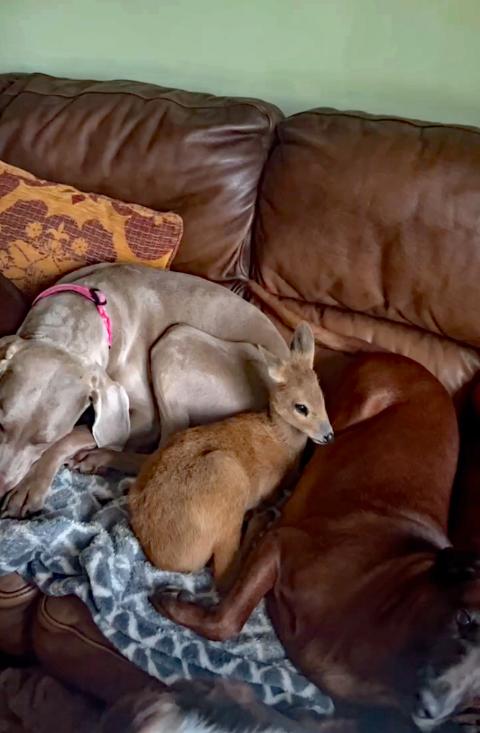 A photo of a female water deer lying on a leather sofa between two dogs, a grey one on the left and brown on the right.