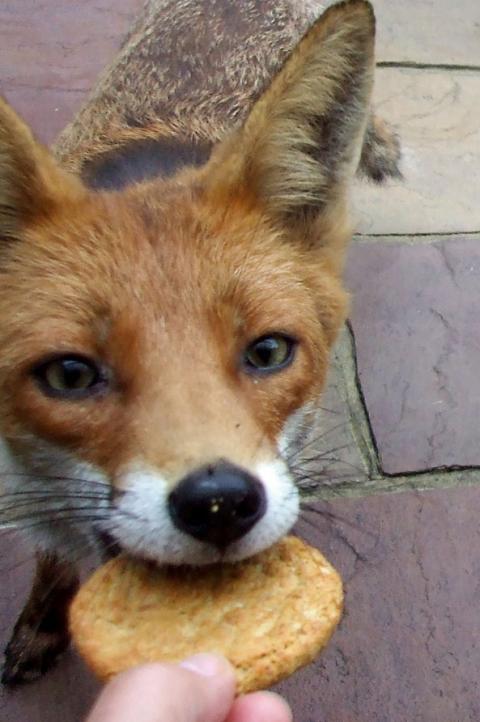 Are foxes getting bolder and, if so, why? | Wildlife Online