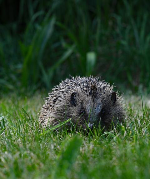 An eye-level view of a hedgehog on a short grass lawn with longer grass in the background.
