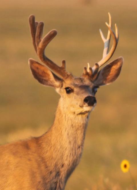 Deer (Overview) - Antler Development Summary