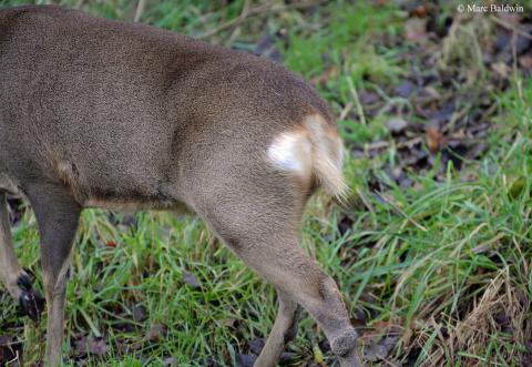 Deer Overview  Sexing Wildlife Online 
