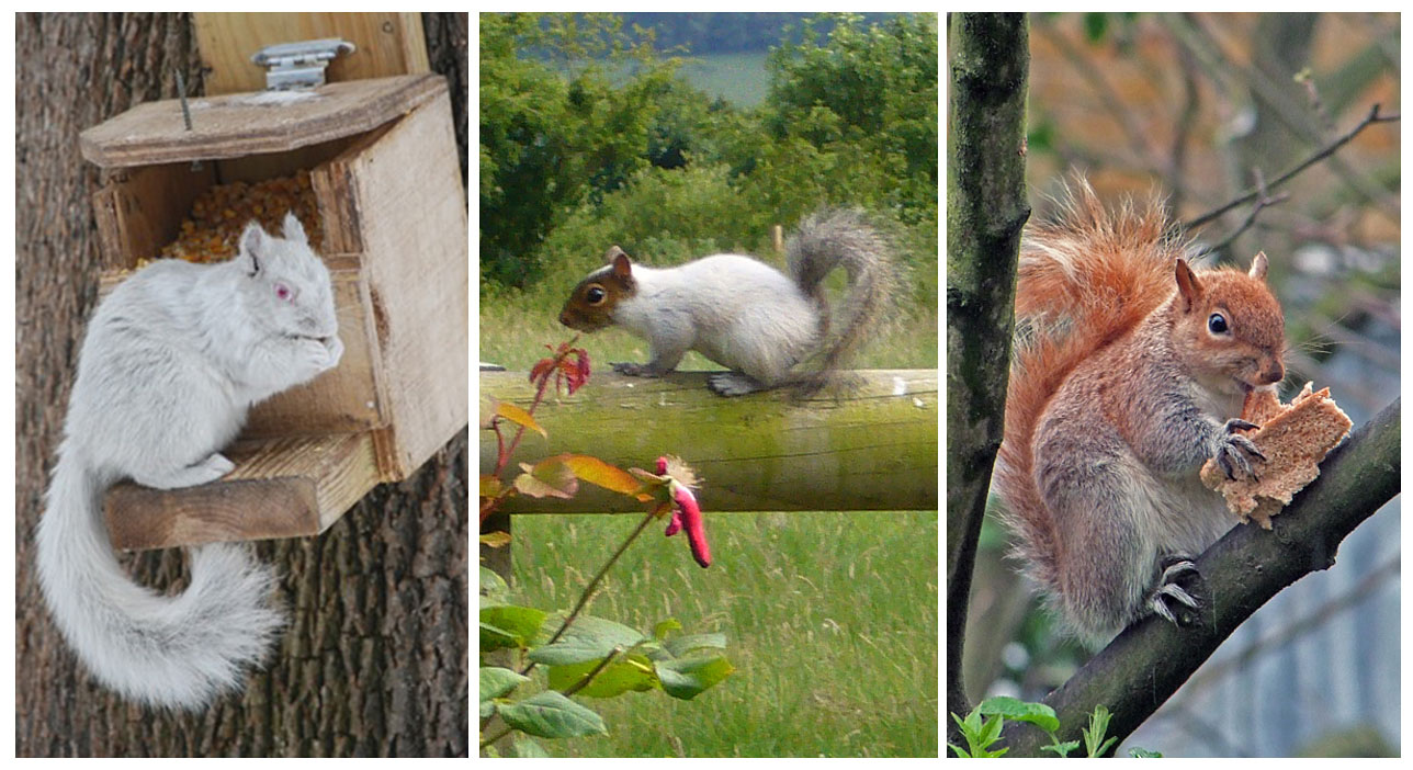 Squirrel Fur Colour Characteristics Wildlife Online