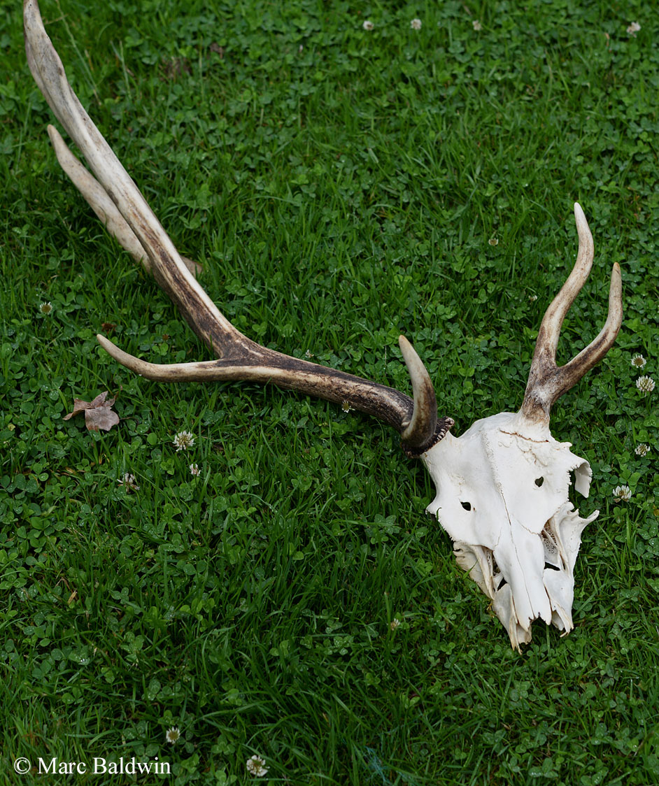 Complete Roe Deer Skulls with Strong 5 or 6Point Antlers with Teeth 