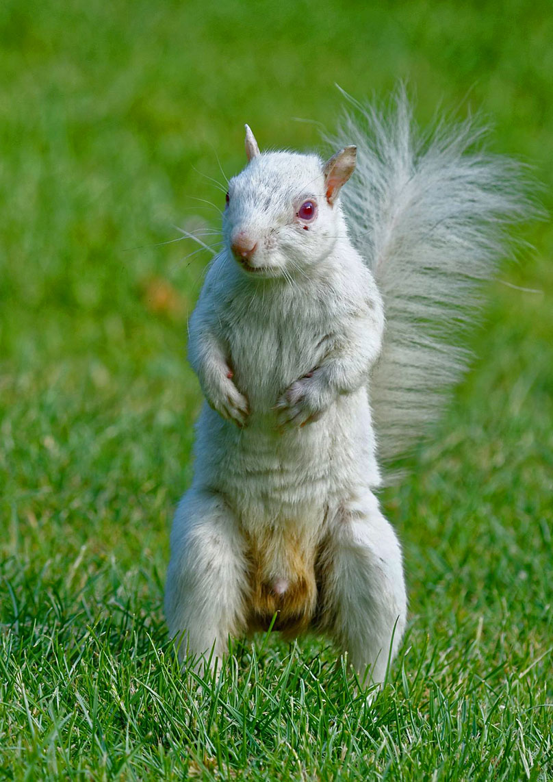 Squirrel Breeding Biology - Introduction | Wildlife Online