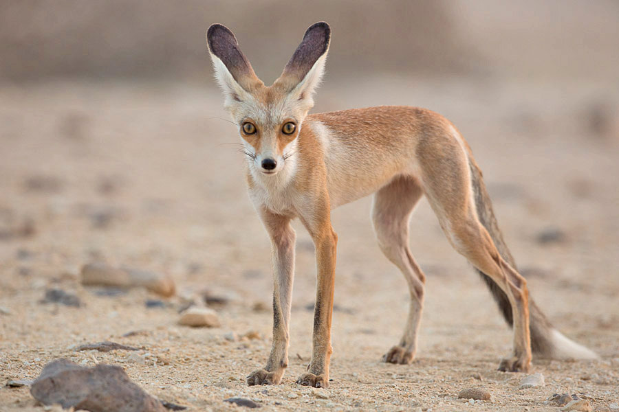Red Fox Size | Wildlife Online