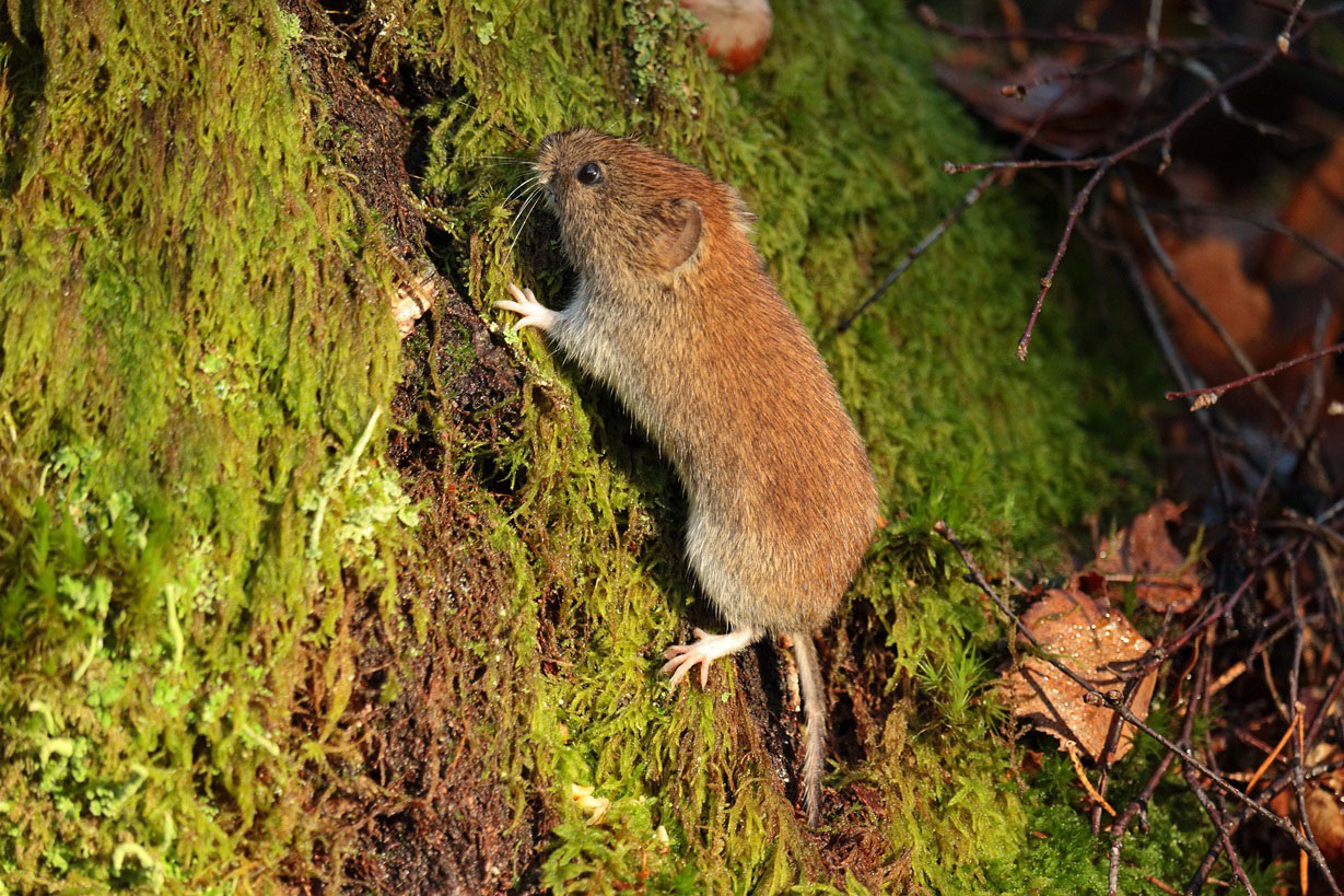 Bank Vole Wildlife Online