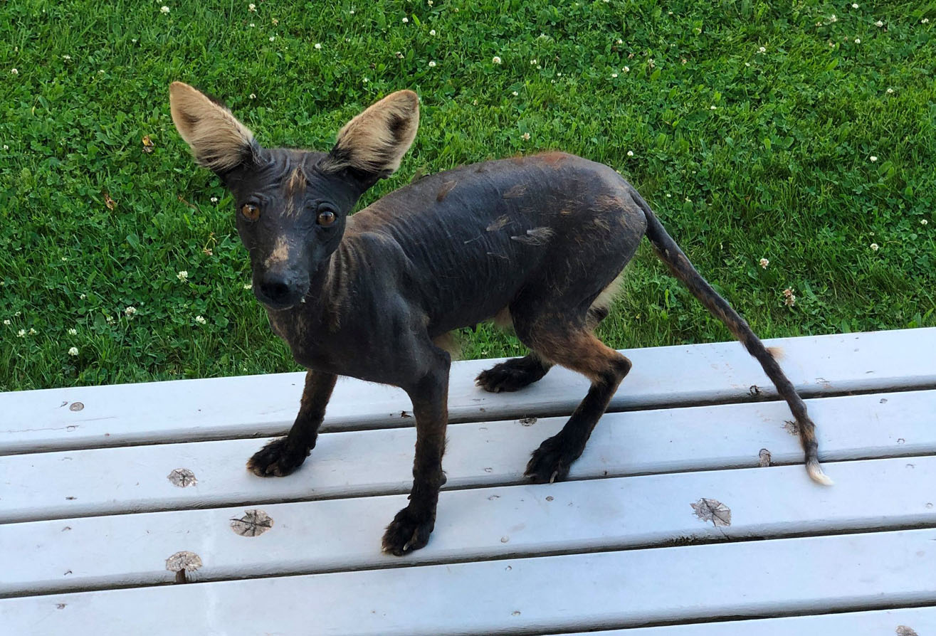 Fox mange top treatment for dogs