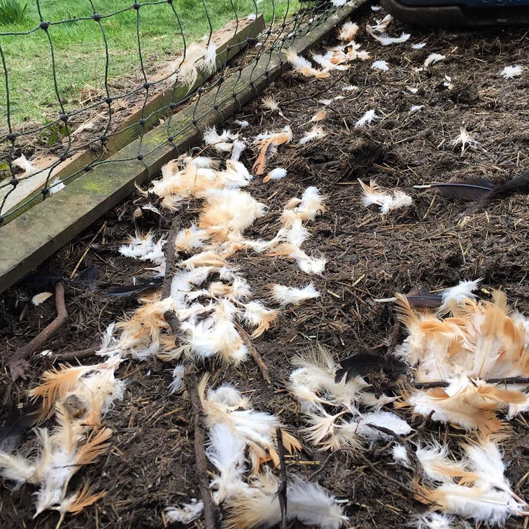 Does surplus killing represent a waste of energy for foxes? | Wildlife  Online