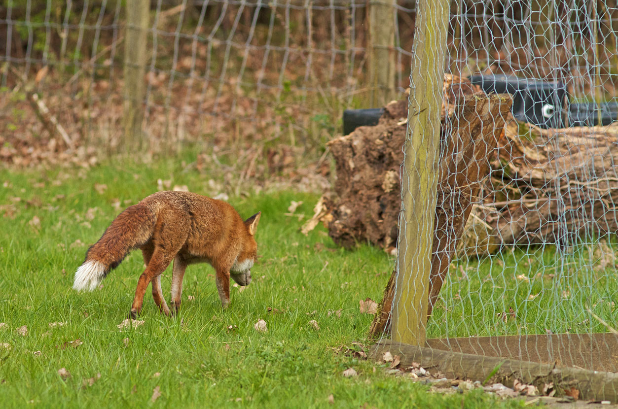 Do foxes kill for fun? | Wildlife Online Do foxes kill for fun? | Wildlife Online