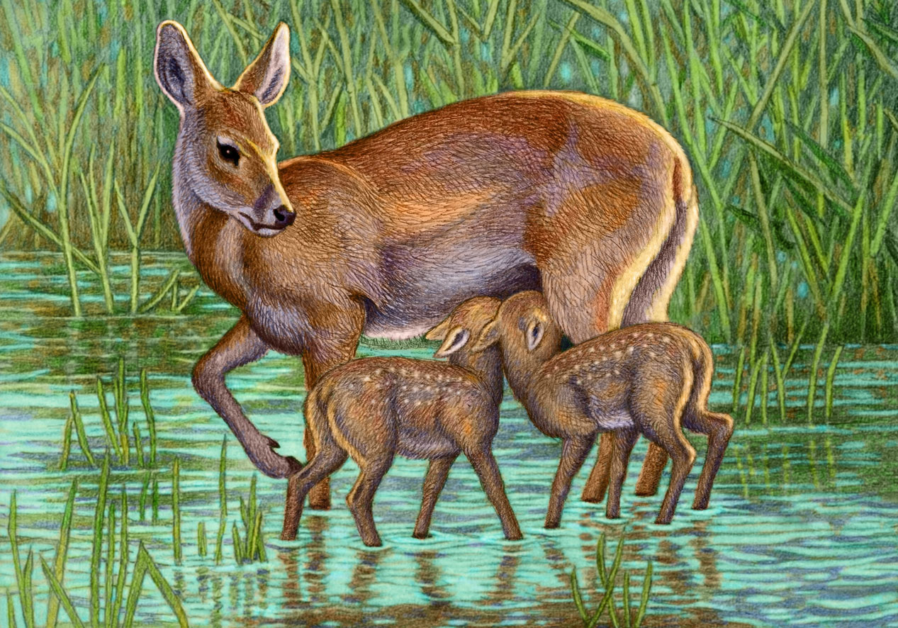 Newborn Chinese Water Deer Ivel Valley Wild Bird Food Meet Our