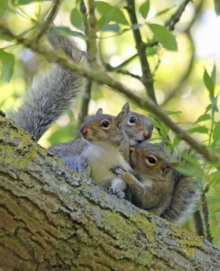 gray squirrel breeding