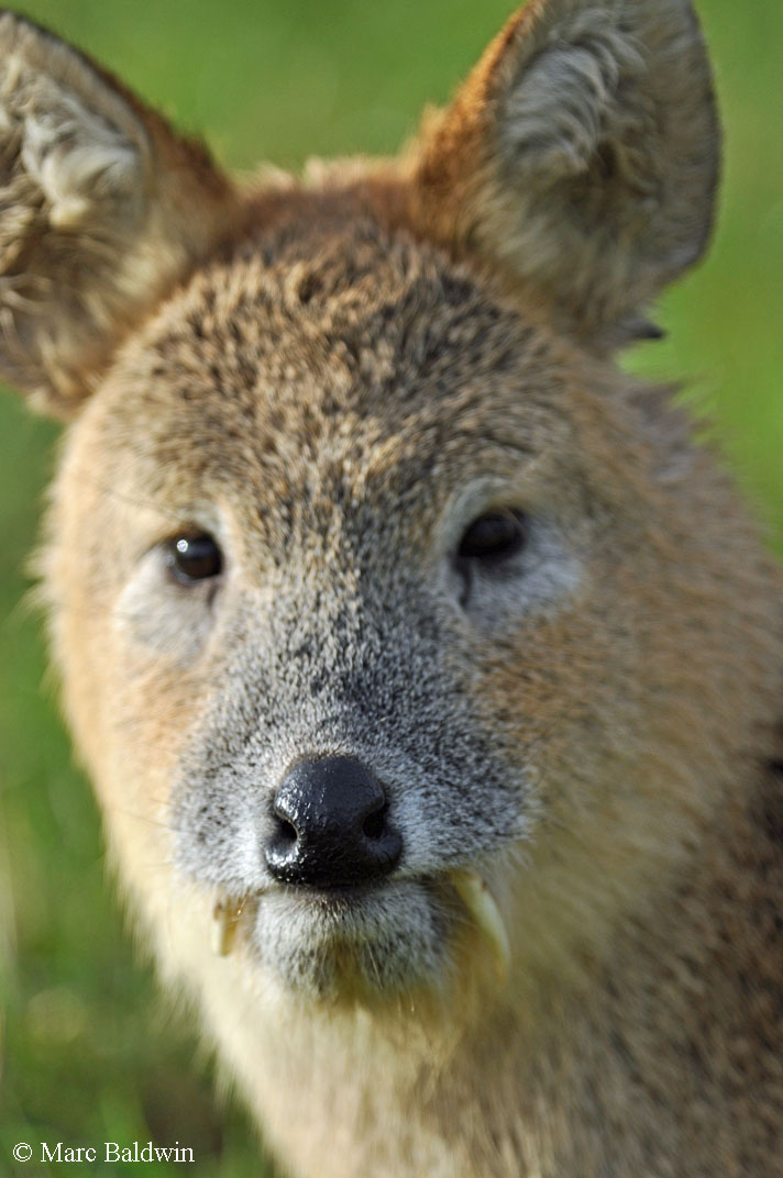 Deer (Overview) Senses - Smell | Wildlife Online