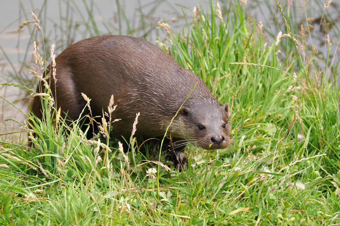 European otter | Wildlife Online