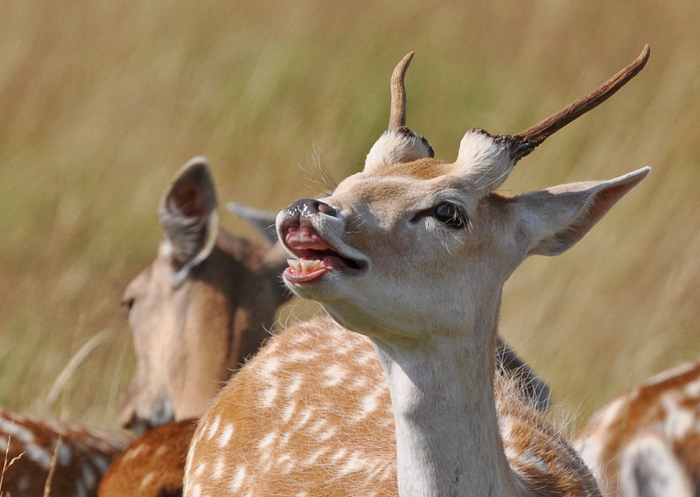 Deer (Overview) Senses Smell Wildlife Online