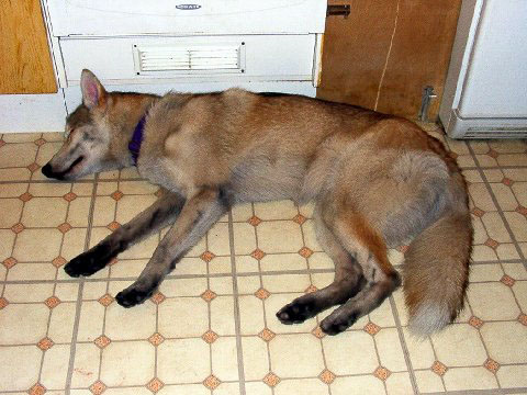 fox-coloured_husky.jpg