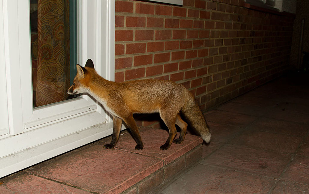 Deterring Foxes Wildlife Online