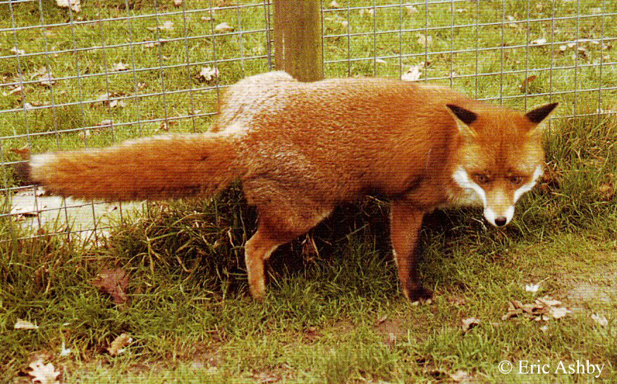 Red Fox Sexing | Wildlife Online Red Fox Sexing | Wildlife Online