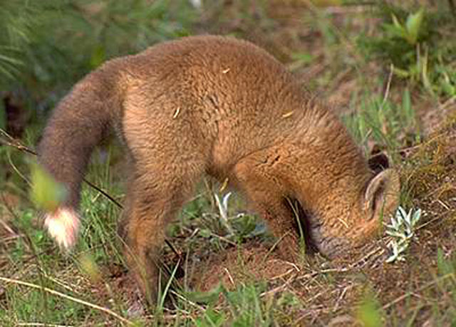 Red Fox Diet - Killing to Excess & Caching | Wildlife Online