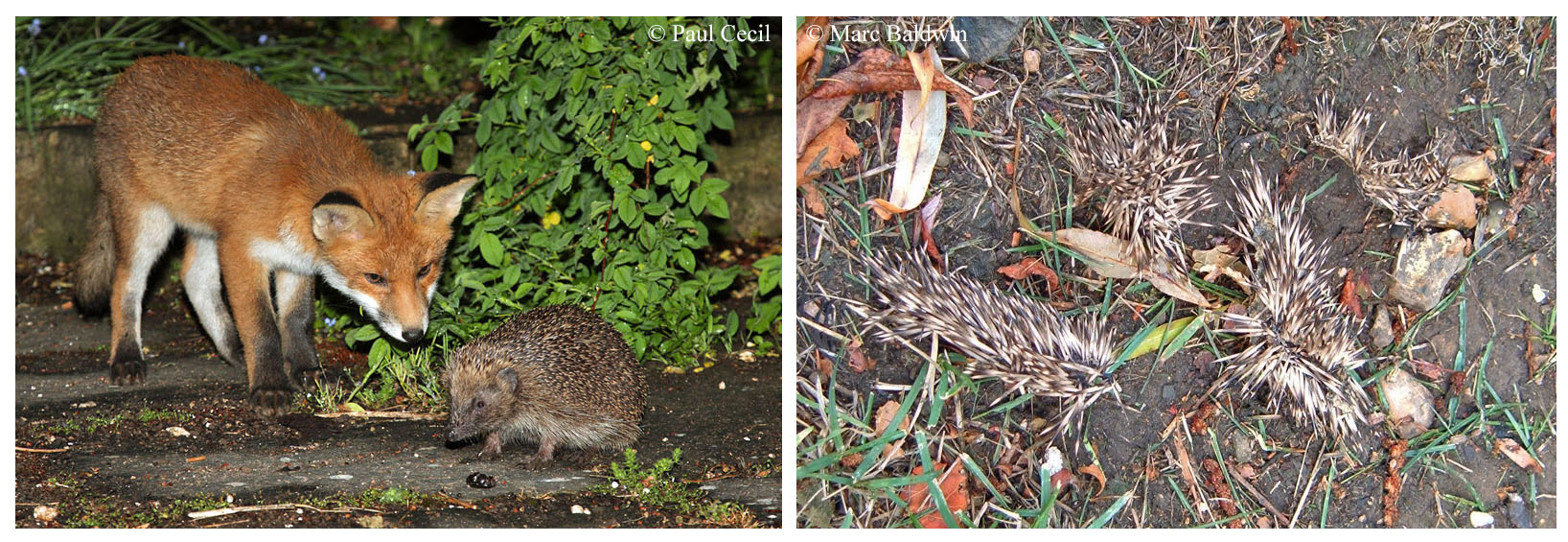 fox_cub_hedgehog_with_remains