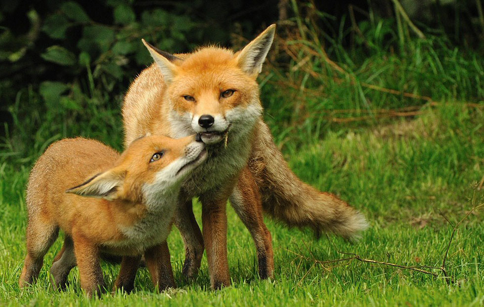 Red Fox Breeding - Growth &amp; Development of Cubs | Wildlife ...