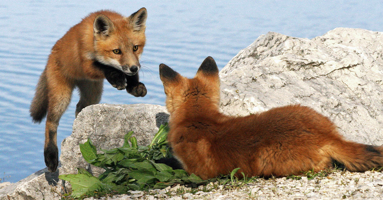 Red Fox Cubs Fox Card Ginny The Fox Project