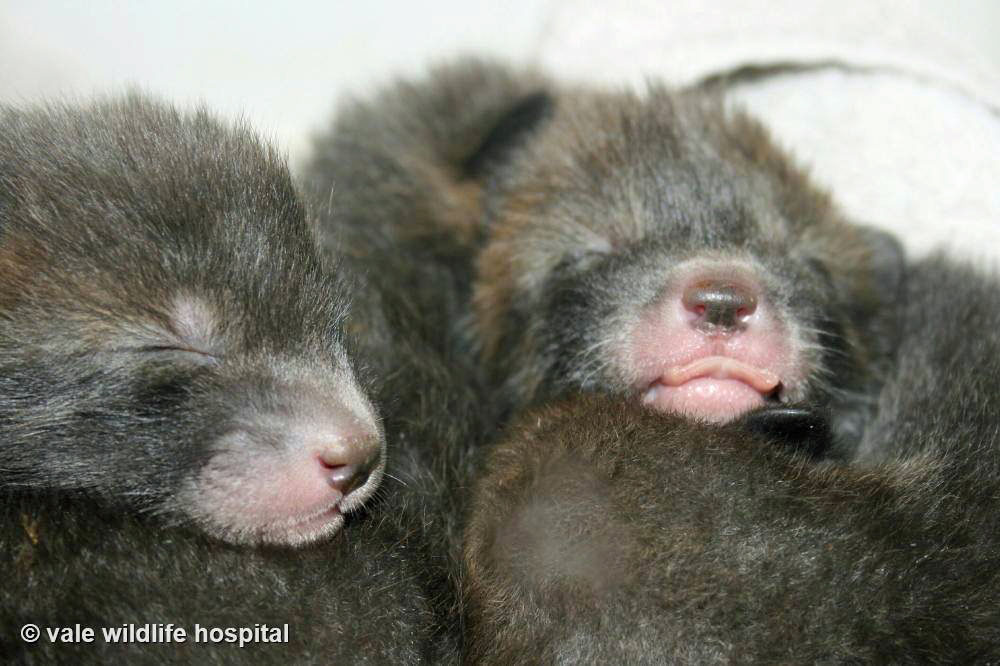 newborn fox