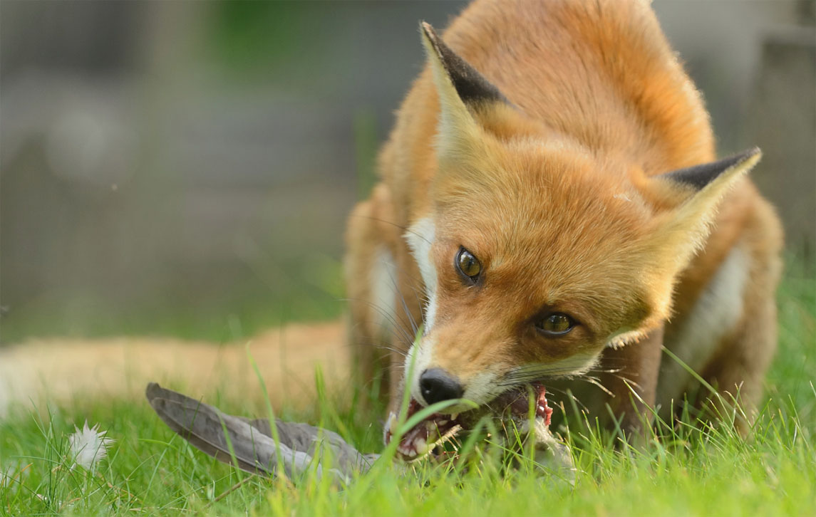 Red Fox Interaction with Humans - The Fox As An Ally