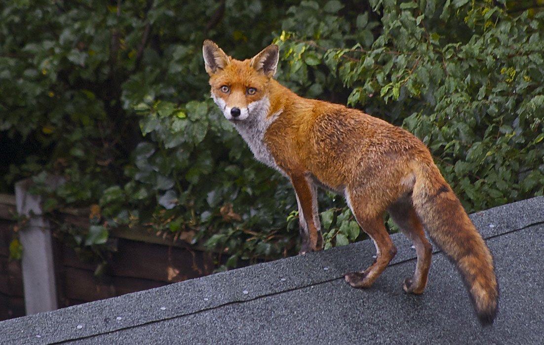 Red Fox Coat Colour | Wildlife Online