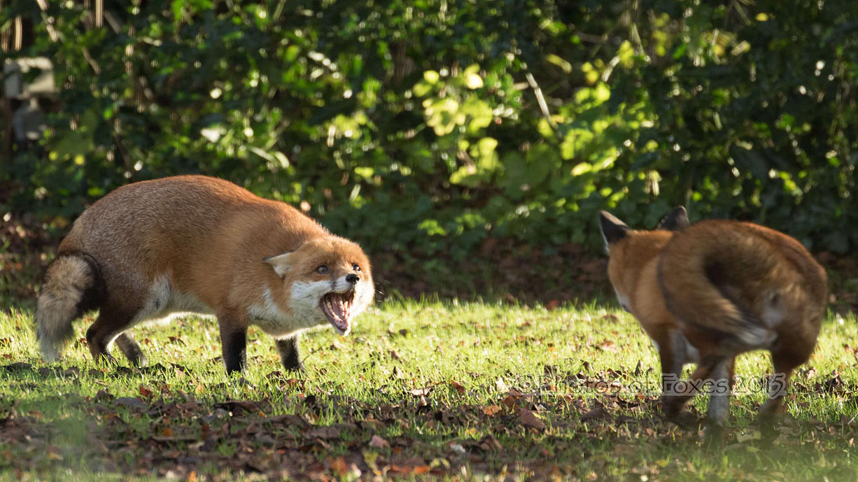 Red Fox Behaviour