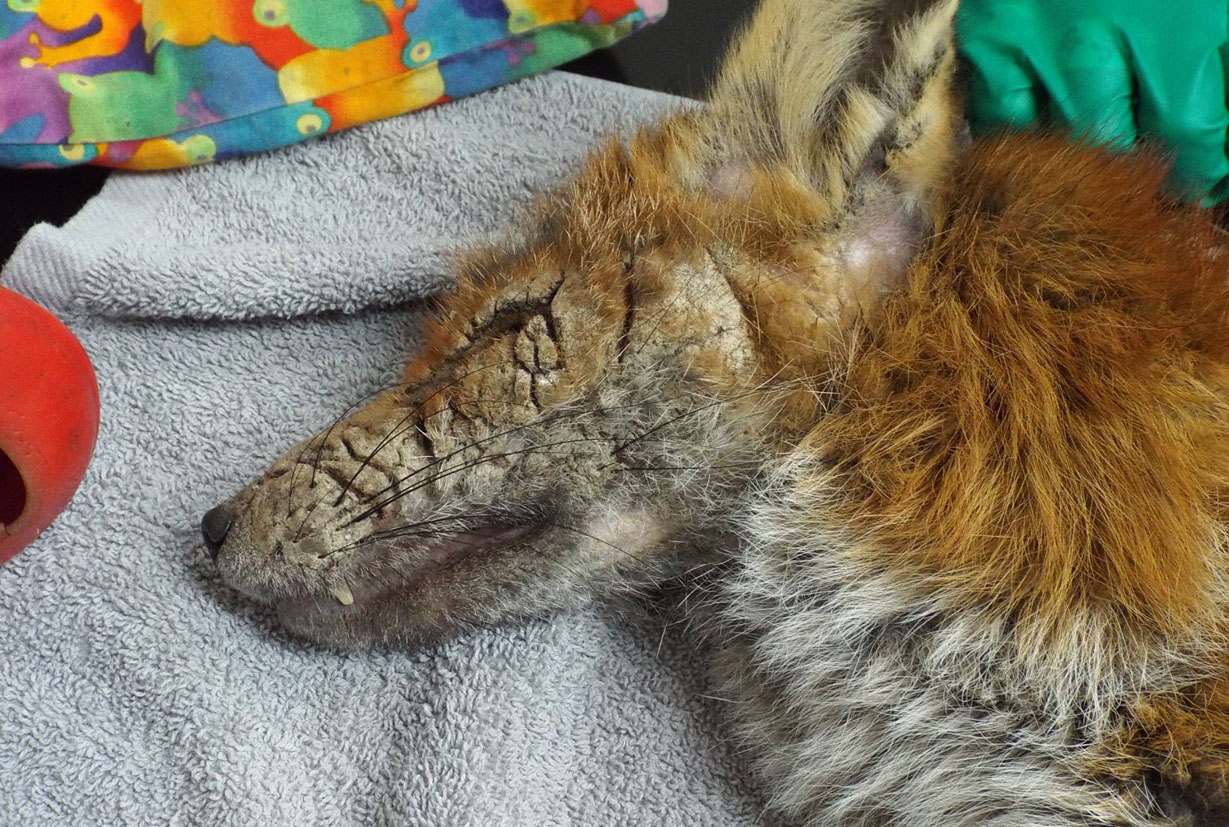 Fox deals mange contagious