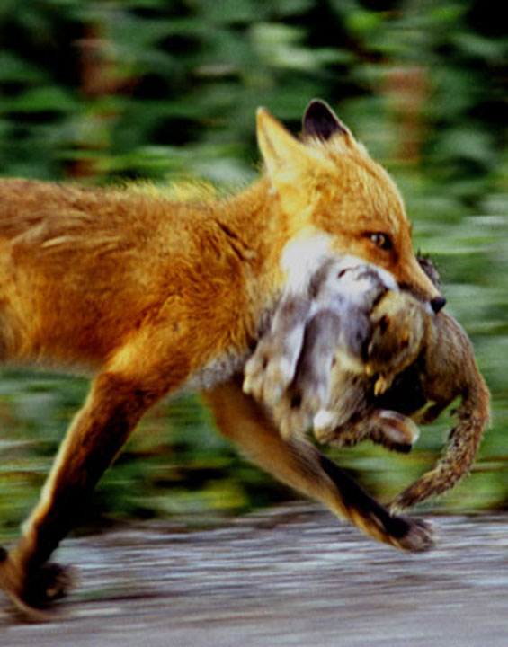Do foxes kill for fun? | Wildlife Online Do foxes kill for fun? | Wildlife Online
