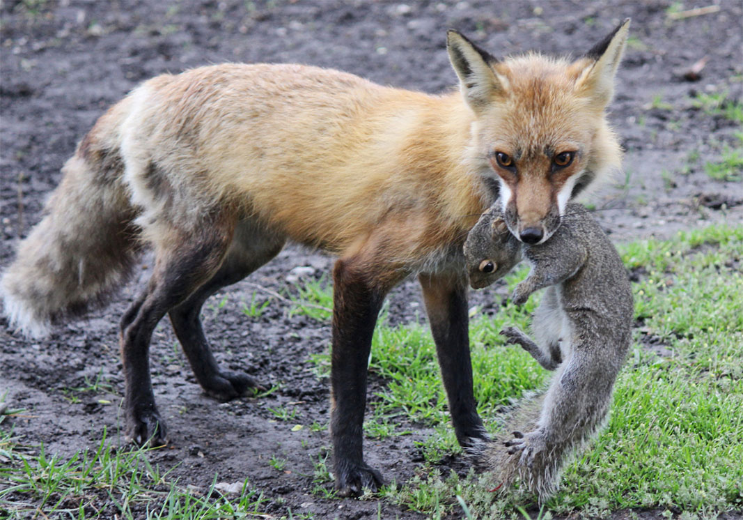 Euro Foxes